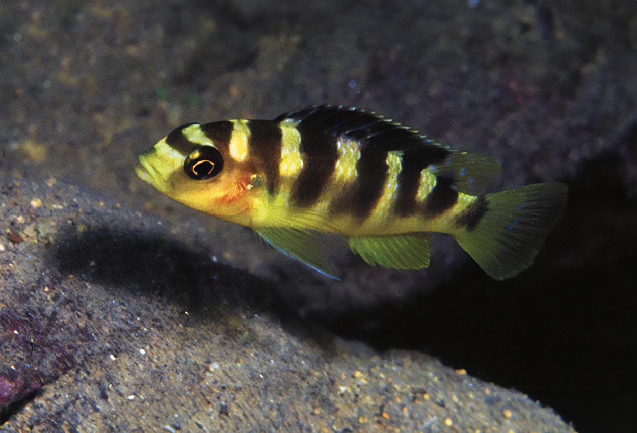 Foto på fisken Pseudotropheus crabro