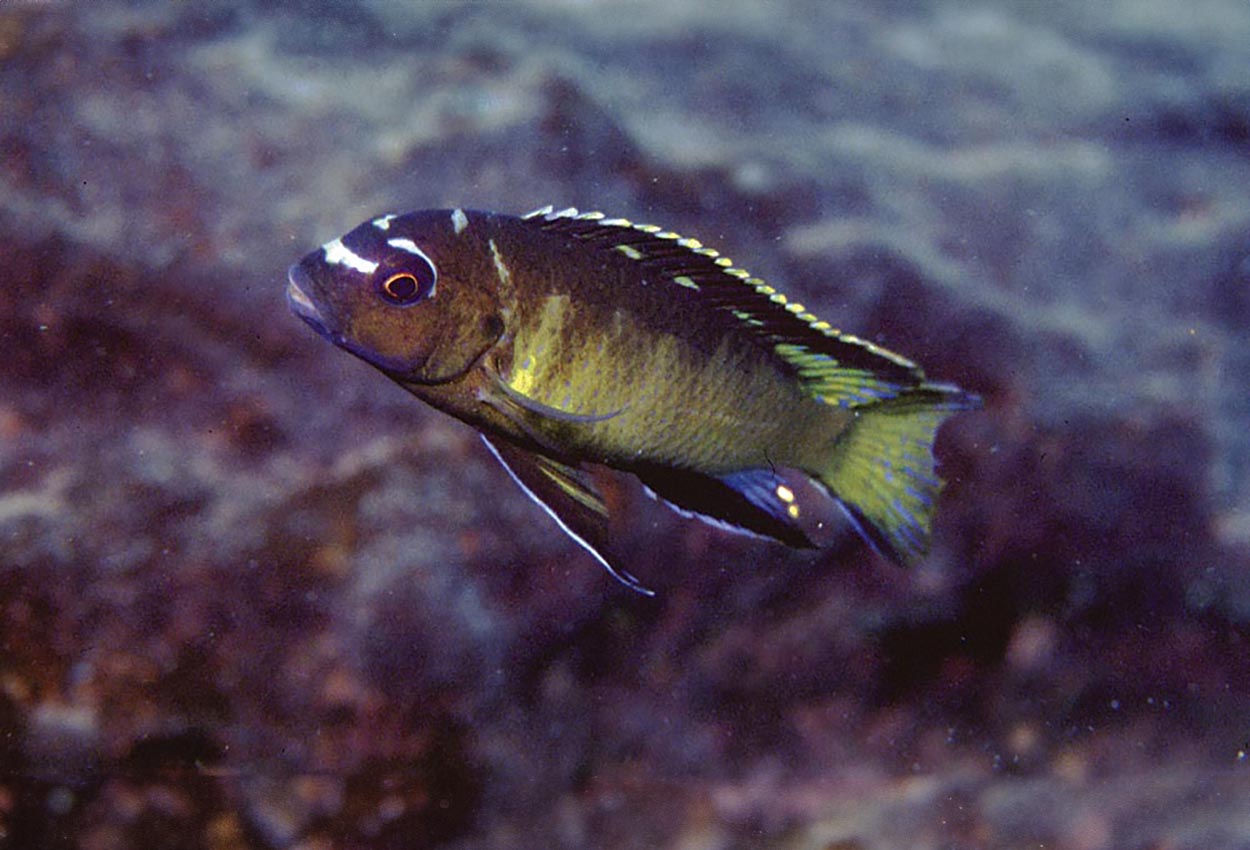 Brun mbenji elongatus