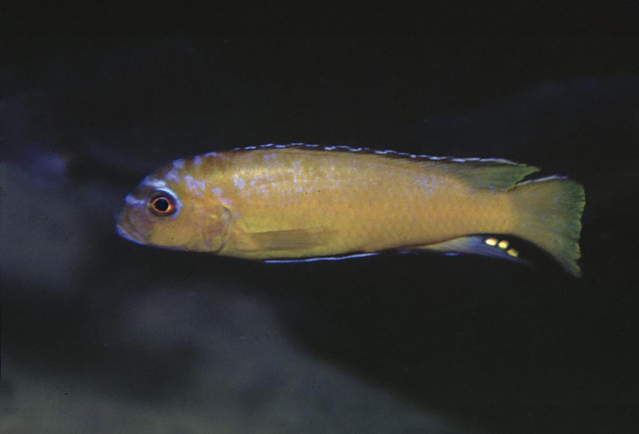 Usisyae elongatus