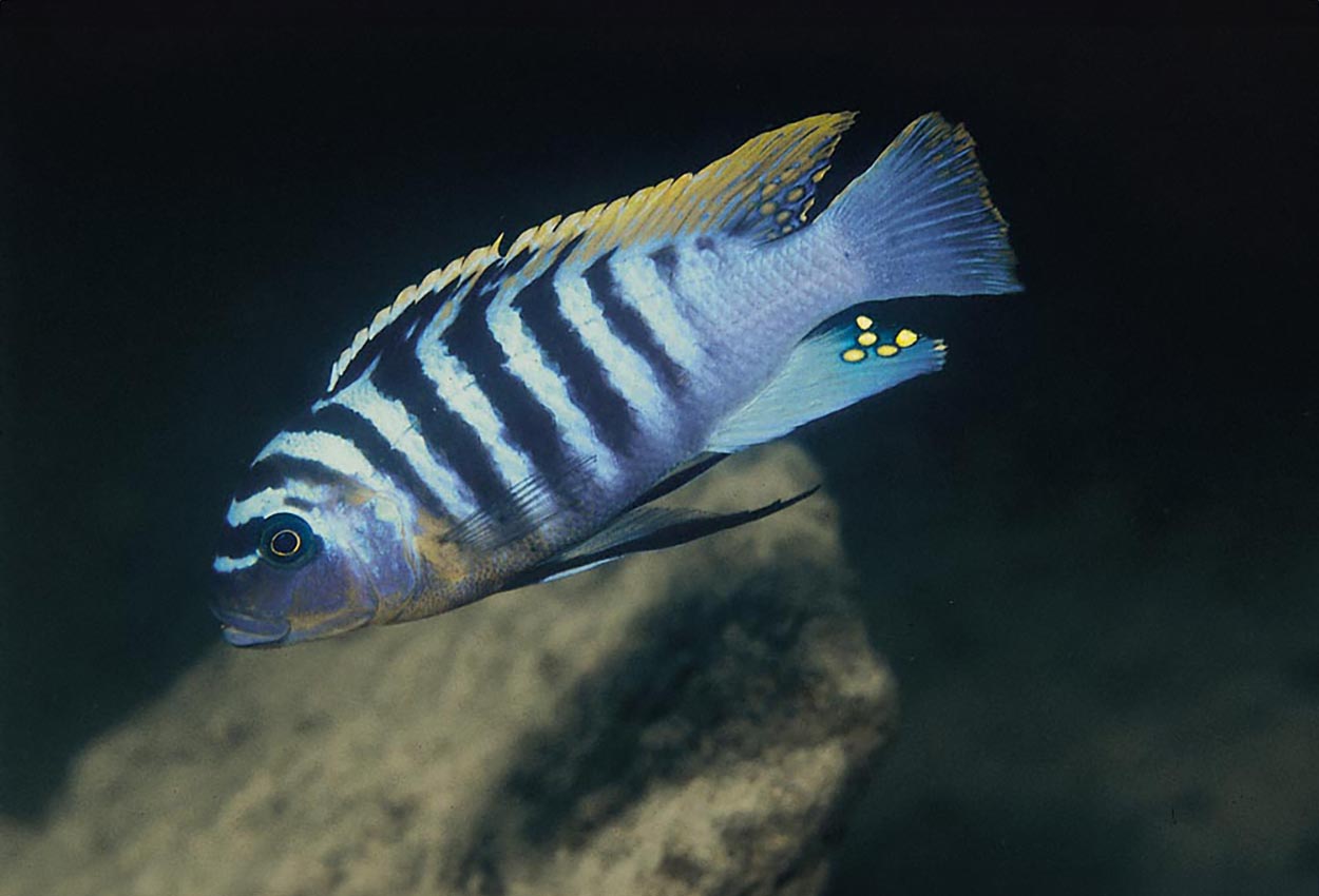 Foto på fisken Metriaclima fainzilberi, Hongi