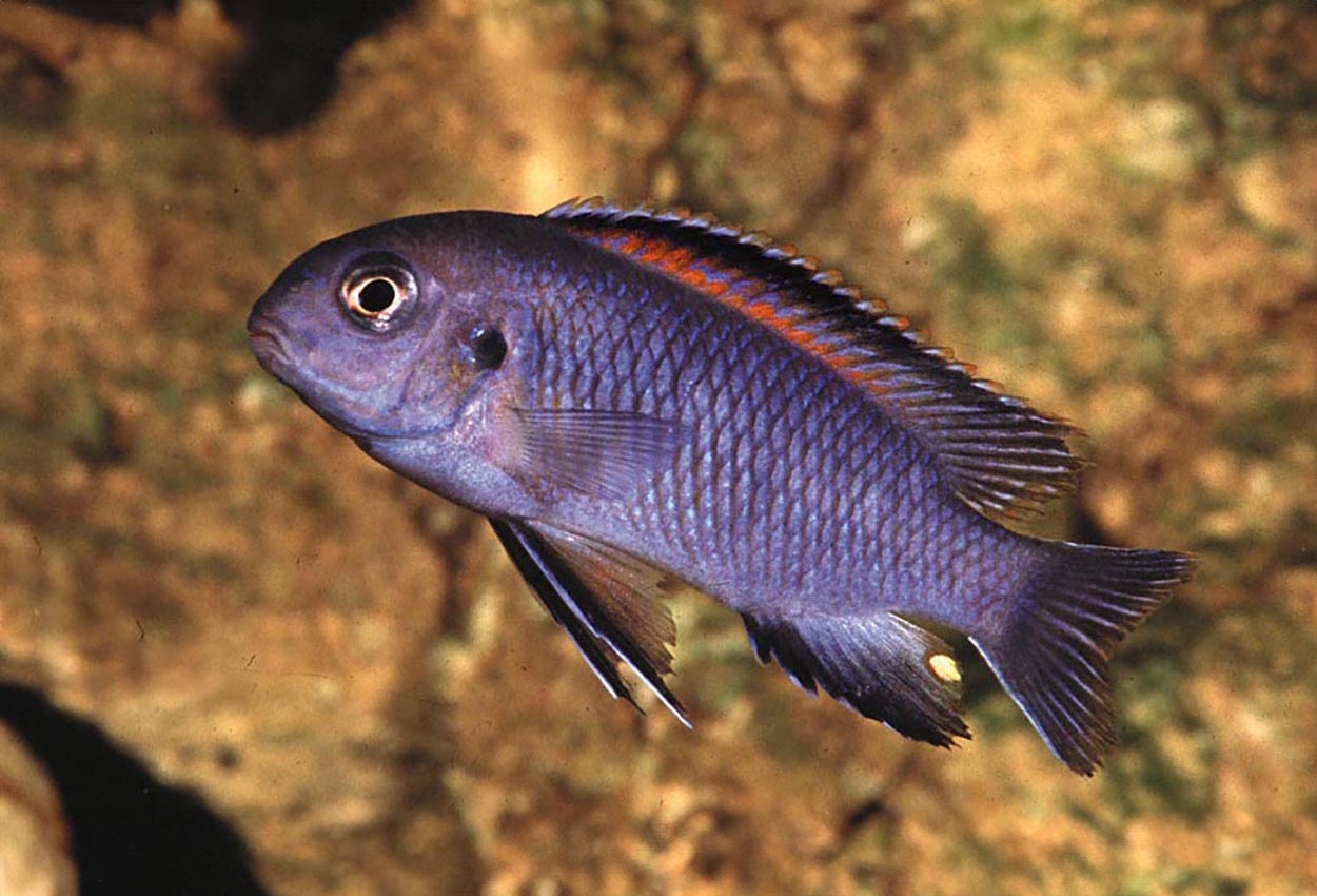 Chilumba tropheops, red top chilumba, chilumba macrothalmus