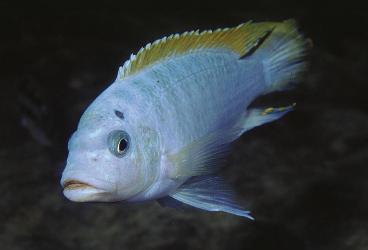 Red top cobalt zebra