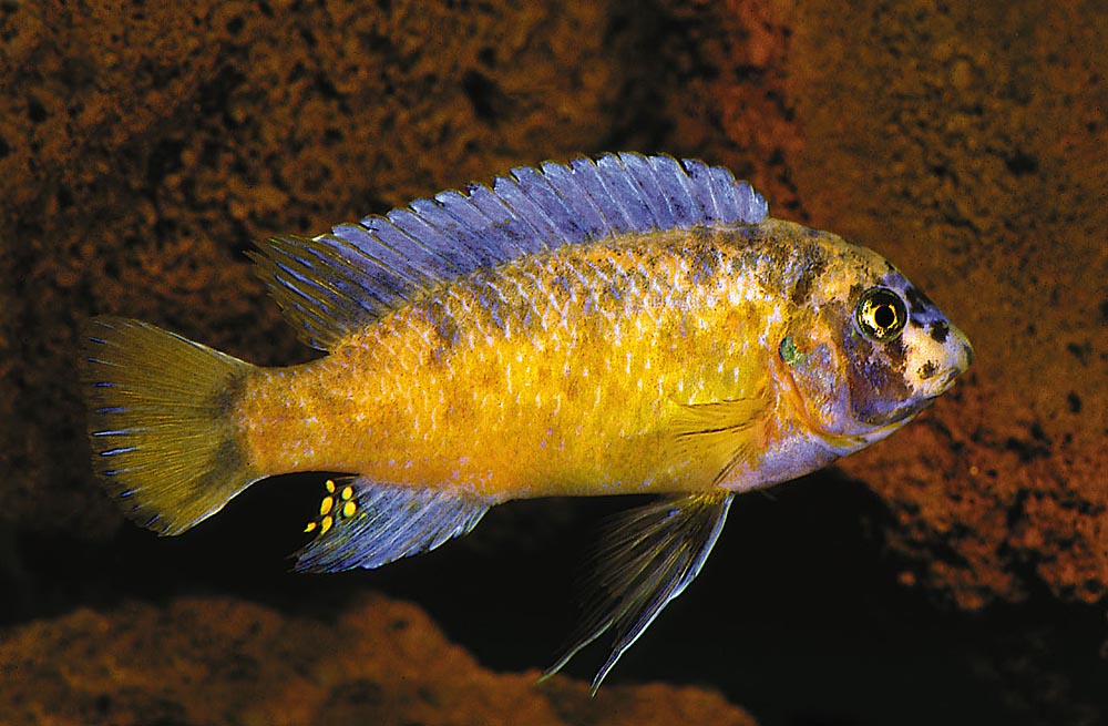 Labeotropheus fuelleborni 