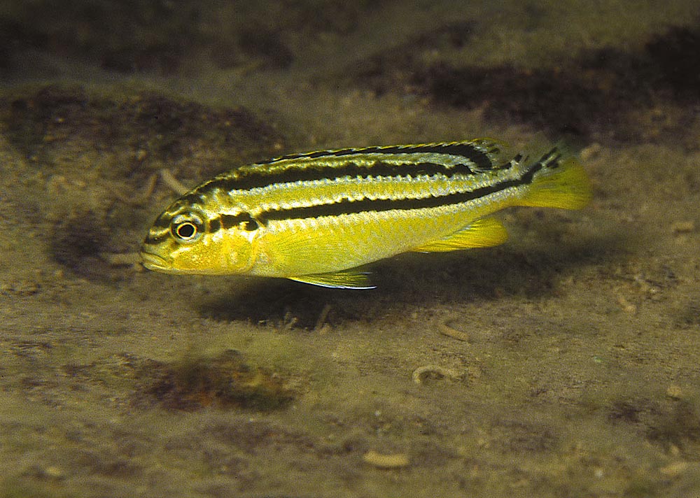 Melanochromis auratus-honans och ynglens färgteckning skiljer sig mycket från hanens. Foto: Ad Konings