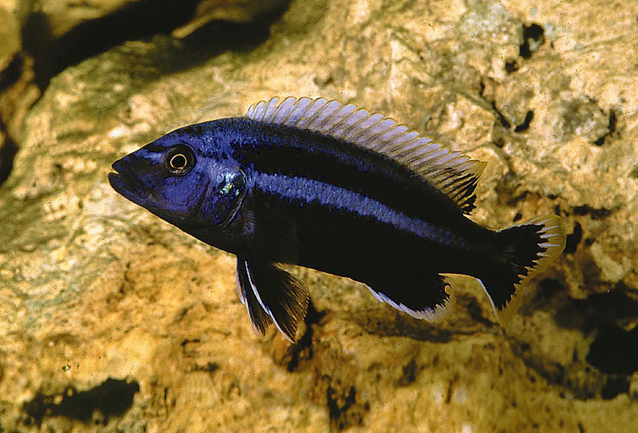 Foto på fisken Melanochromis chipocae