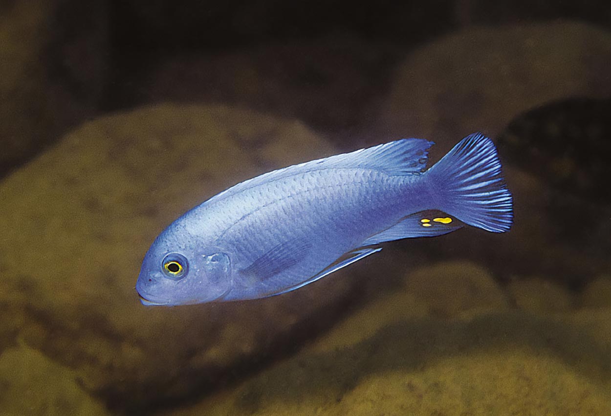 Foto på fisken Metriaclima callainos, Nkhata Bay