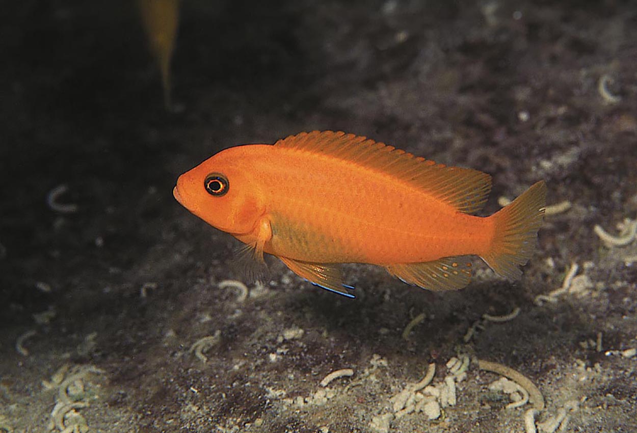 Foto på fisken Metriaclima estherae, Minos Reef