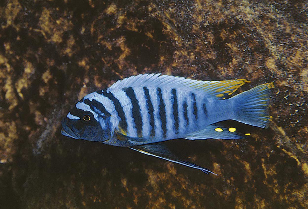 Manda-fainzilberi, Zebra-goldbreast