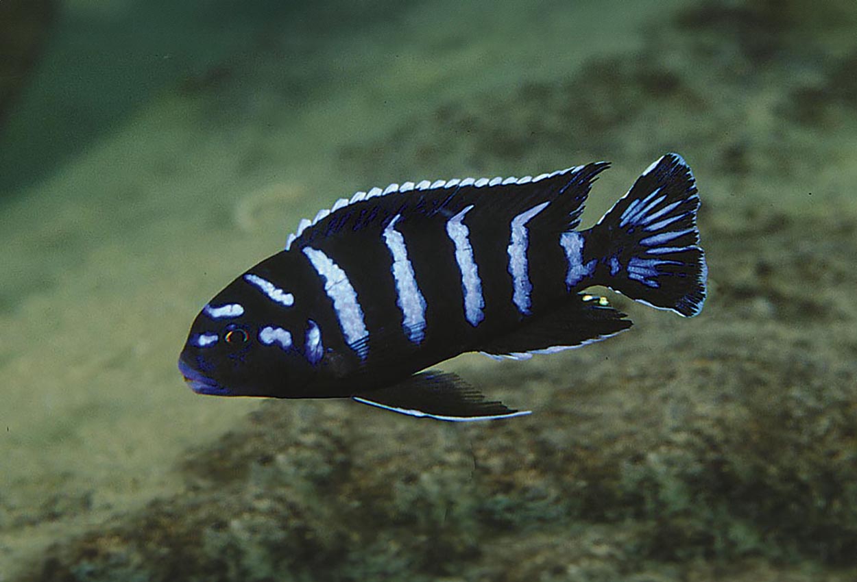 Foto på fisken Chindongo demasoni