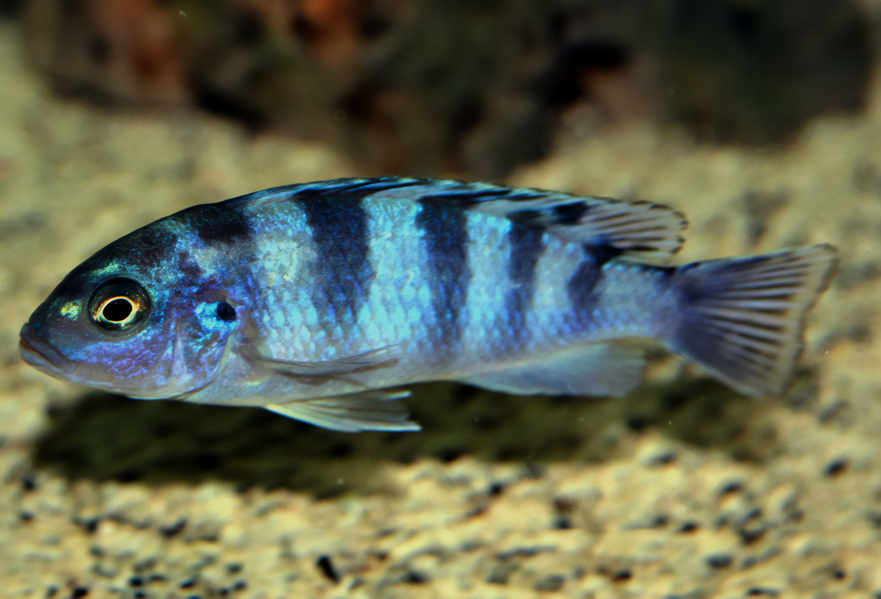 Foto på fisken Metriaclima lombardoi