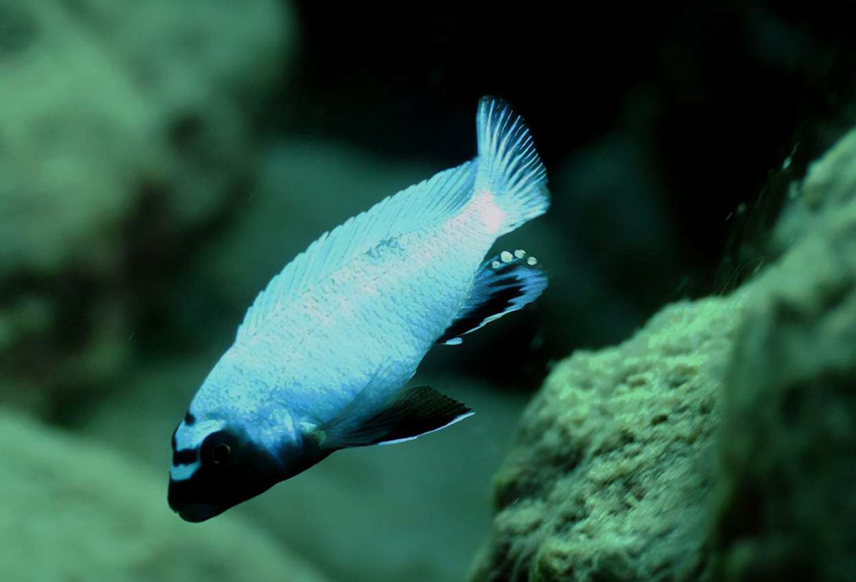 Foto på fisken Pseudotropheus sp. 'polit'