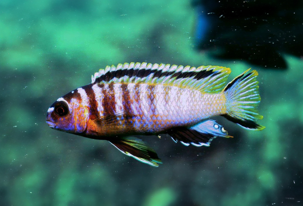 Tsano elongatus, red cheek tropheops