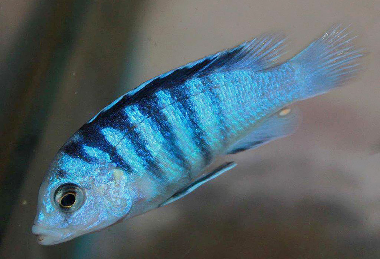 Zebrarandig labidochromis