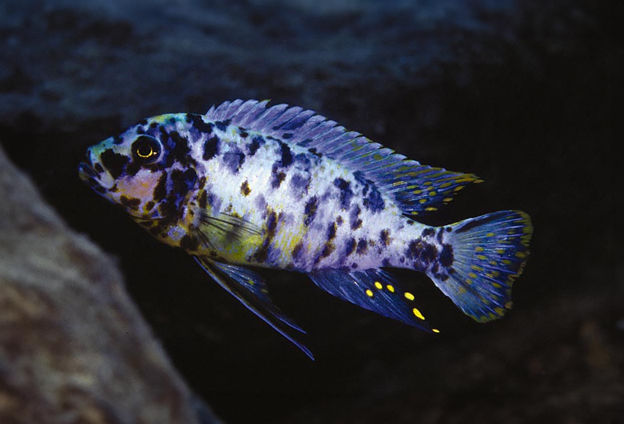 Lupingu-fainzilberi, Zebra-Goldbreast