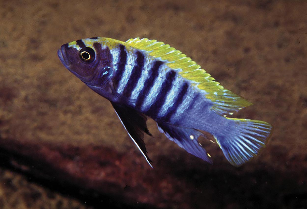 Foto på fisken Cynotilapia afra, Nkhata Bay