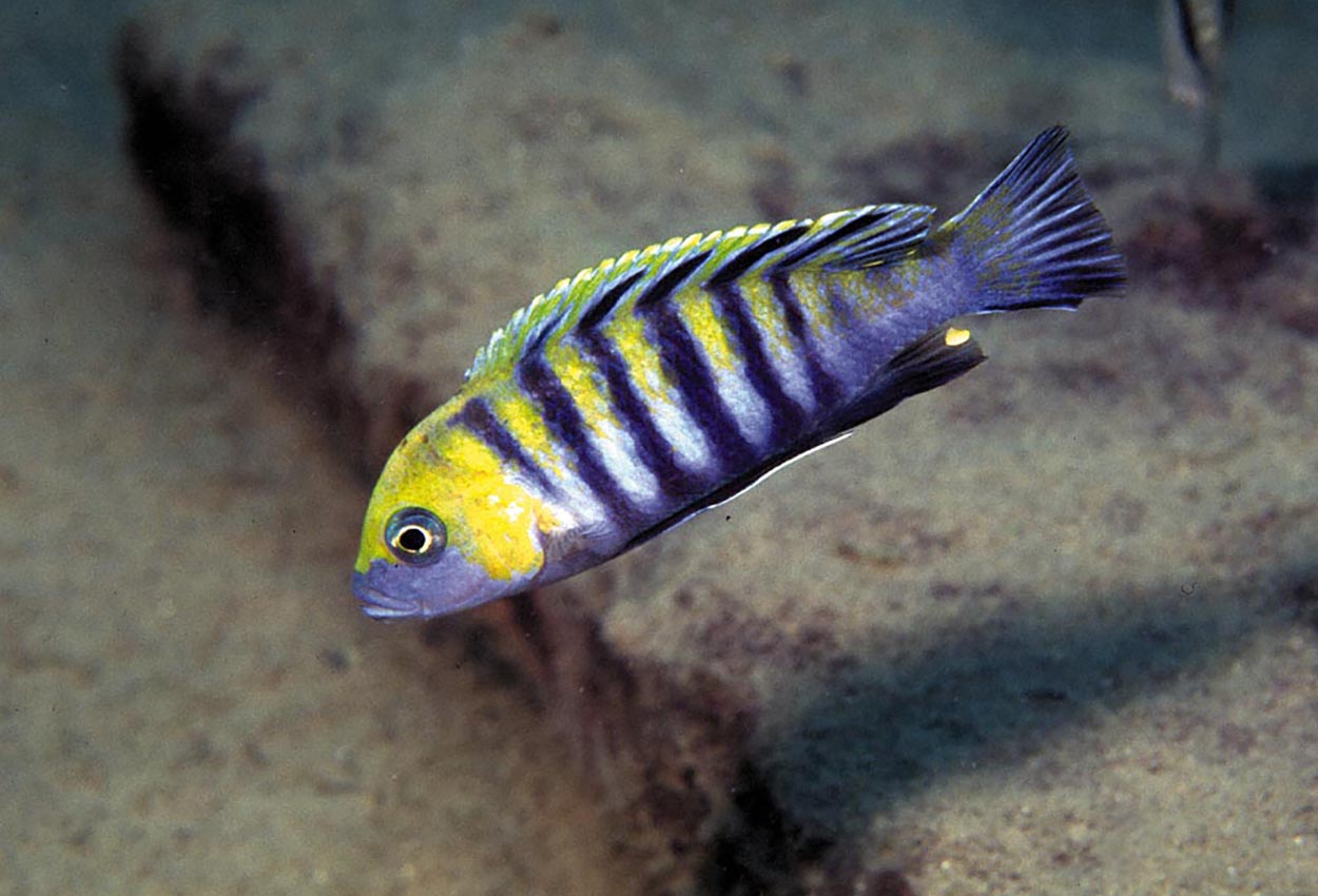 Foto på fisken Cynotilapia zebroides, Cobwe