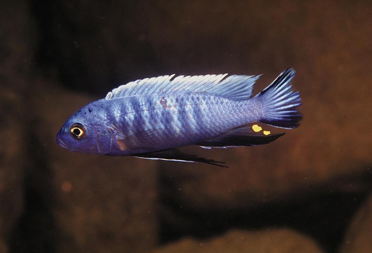 Axelrods cynotilapia