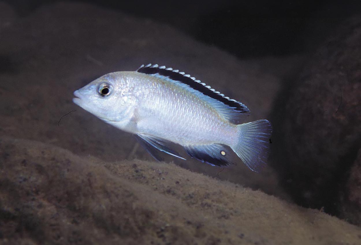 Vit Labidochromis, Nkhata Labidochromis