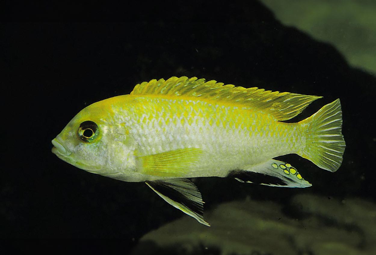 Foto på fisken Labidochromis sp. 'perlmutt'