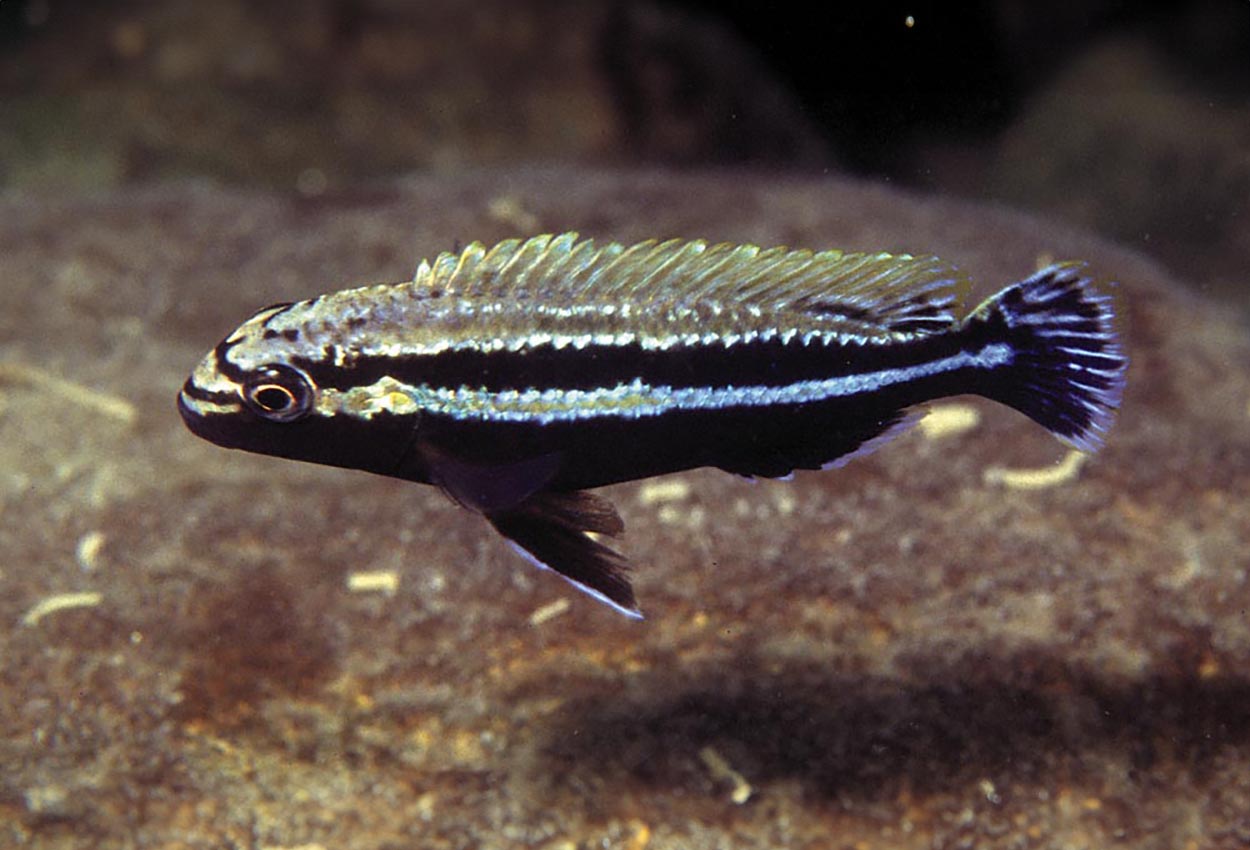 Foto på fisken Melanochromis auratus