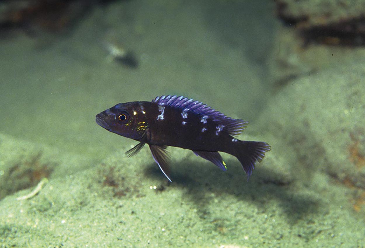 Fläckig melanochromis