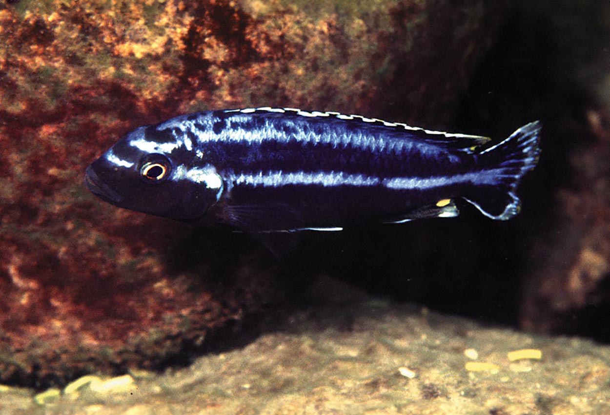 Vit auratus