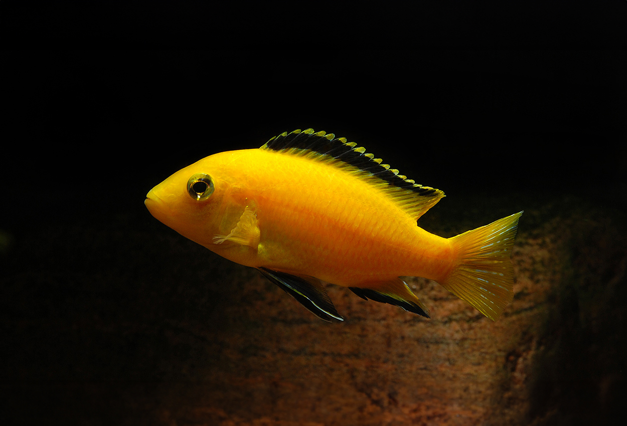 Foto på fisken Labidochromis caeruleus, Kakusa