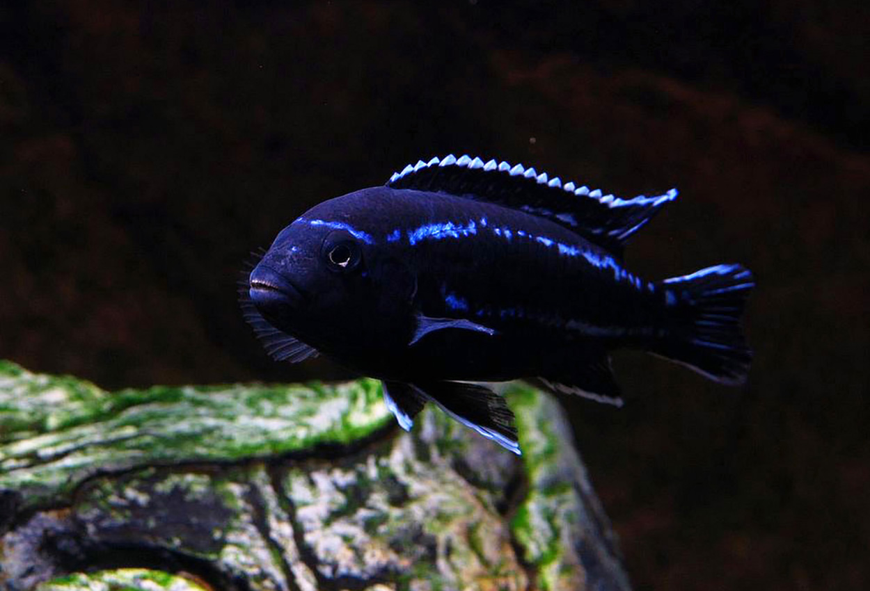 Foto på fisken Pseudotropheus cyaneorhabdos