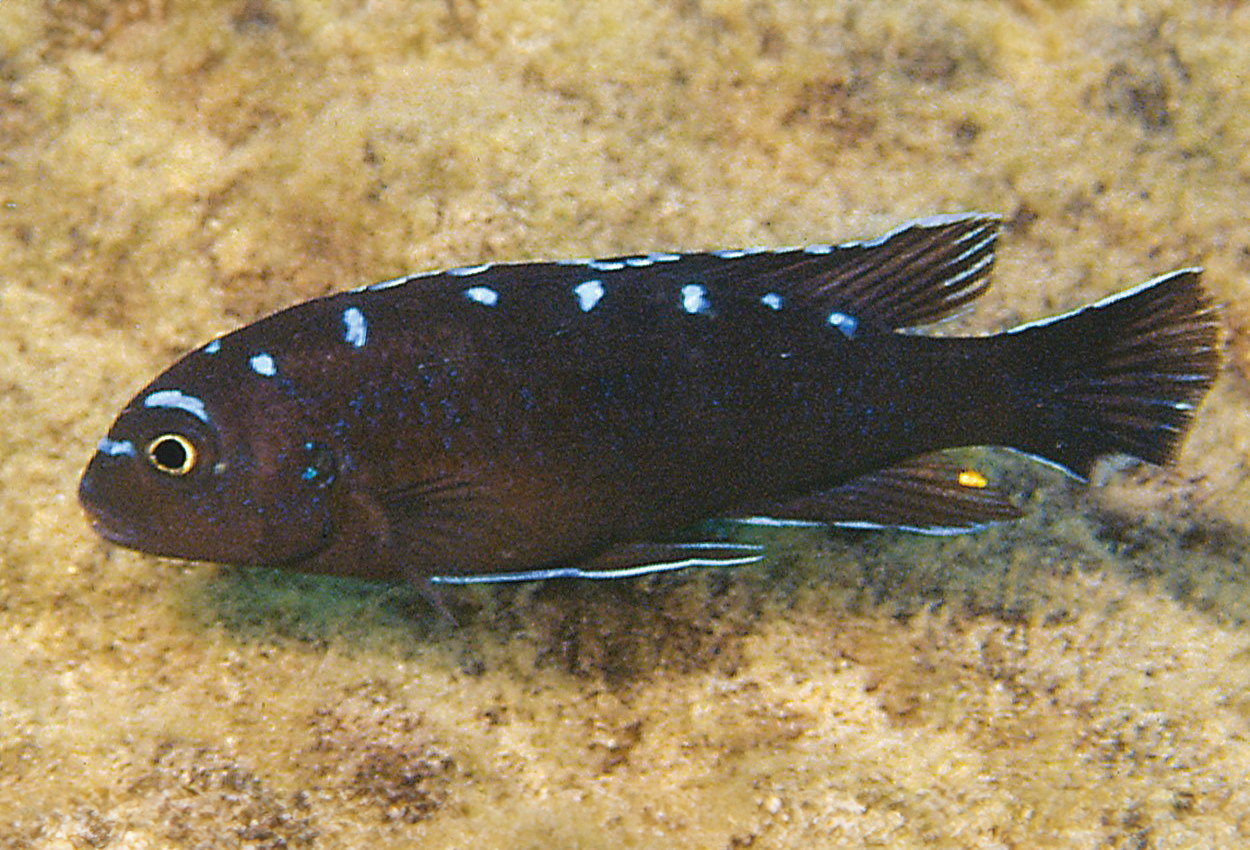 sp. ’elongatus spot’, Hai Reef Prickig elongatus