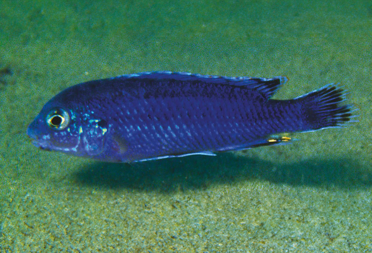 Chizumulus labidochromis