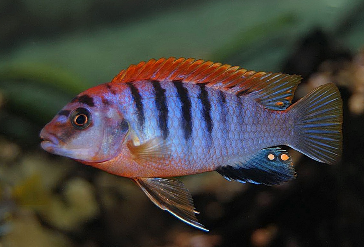 Foto på fisken Labidochromis sp. 'hongi'