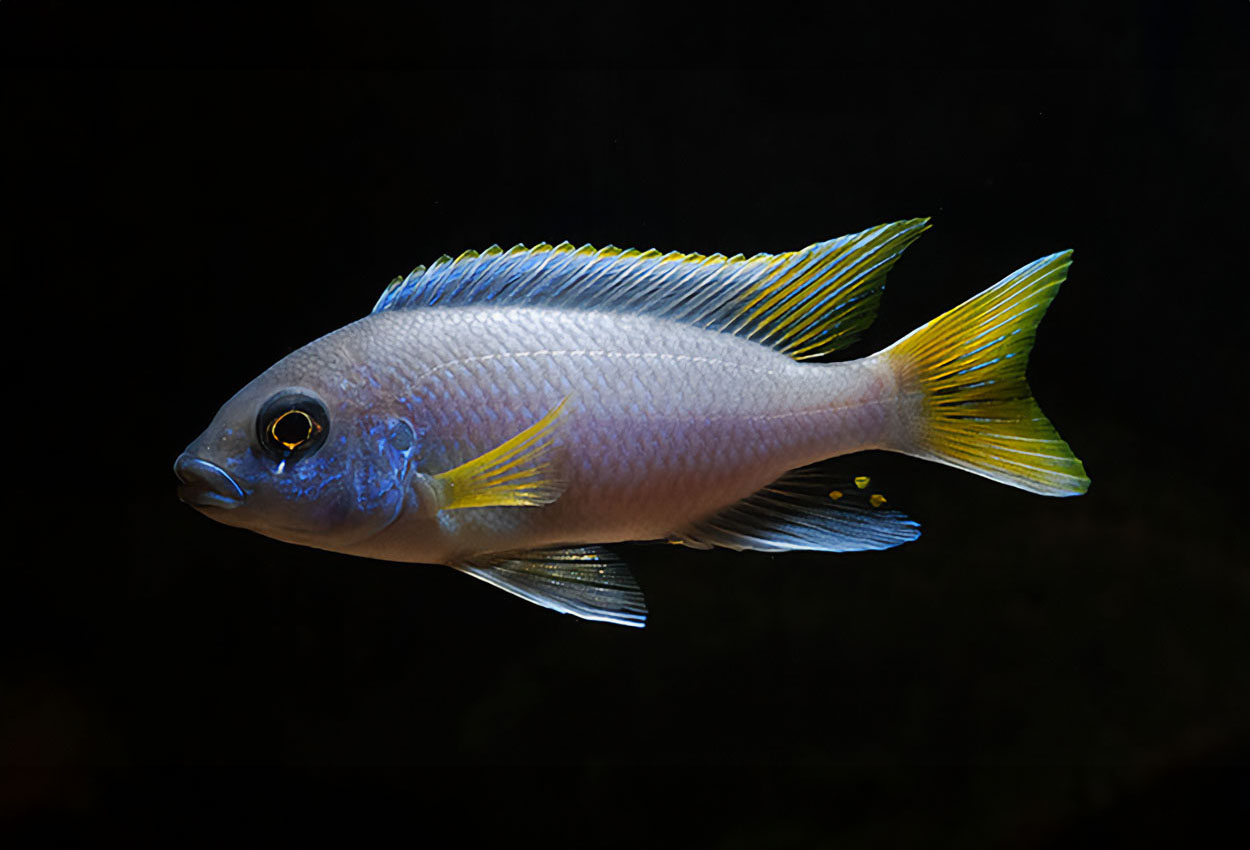 Foto på fisken Pseudotropheus sp. 'acei'