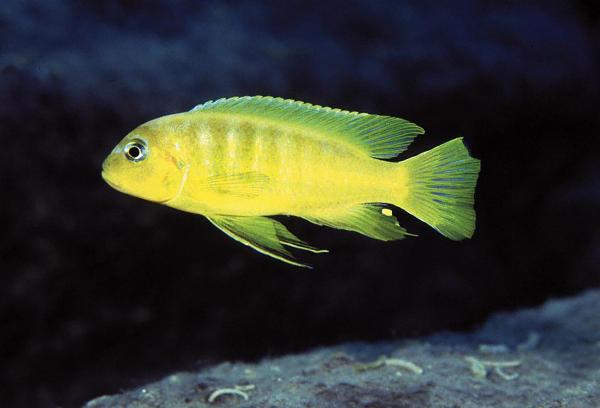 Lupingu kingsizei