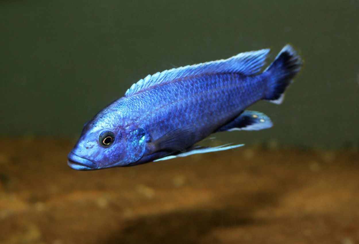 Northern blue melanochromis