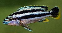 <i>Melanochromis kaskazini</i>, Manda