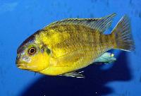 <i>Tropheops</i> sp. 'yellow chin', Hai Reef