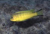 <i>Pseudotropheus</i> sp. 