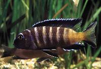 <i>Pseudotropheus</i> sp. 