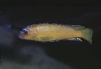 <i>Pseudotropheus</i> sp. 