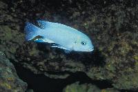 <i>Metriaclima estherae</i>, Minos Reef (hane)