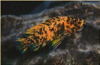 <i>Metriaclima estherae</i>, Minos Reef (hona)