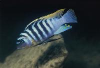 Hongi-fainzilberi, Zebra-goldbreast