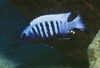 <i>Pseudotropheus pulpican</i>, Likoma