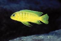 <i>Pseudotropheus</i> sp. 'kingsizei lupingu', Lupingu