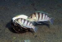 <i>Metriaclima lanisticola</i>,  Eccles Reef