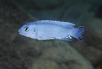 <i>Pseudotropheus socolofi</i>. Cobue