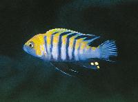 <i>Cynotilapia afra</i>, Cobwe