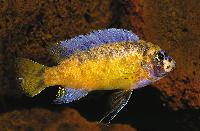 <i>Labeotropheus chlorosiglos/i>, Katale (OB-hane)