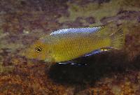 <i>Labeotropheus trewavasae</i>, Lumbaulo