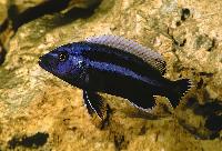 <i>Melanochromis chipocae</i>